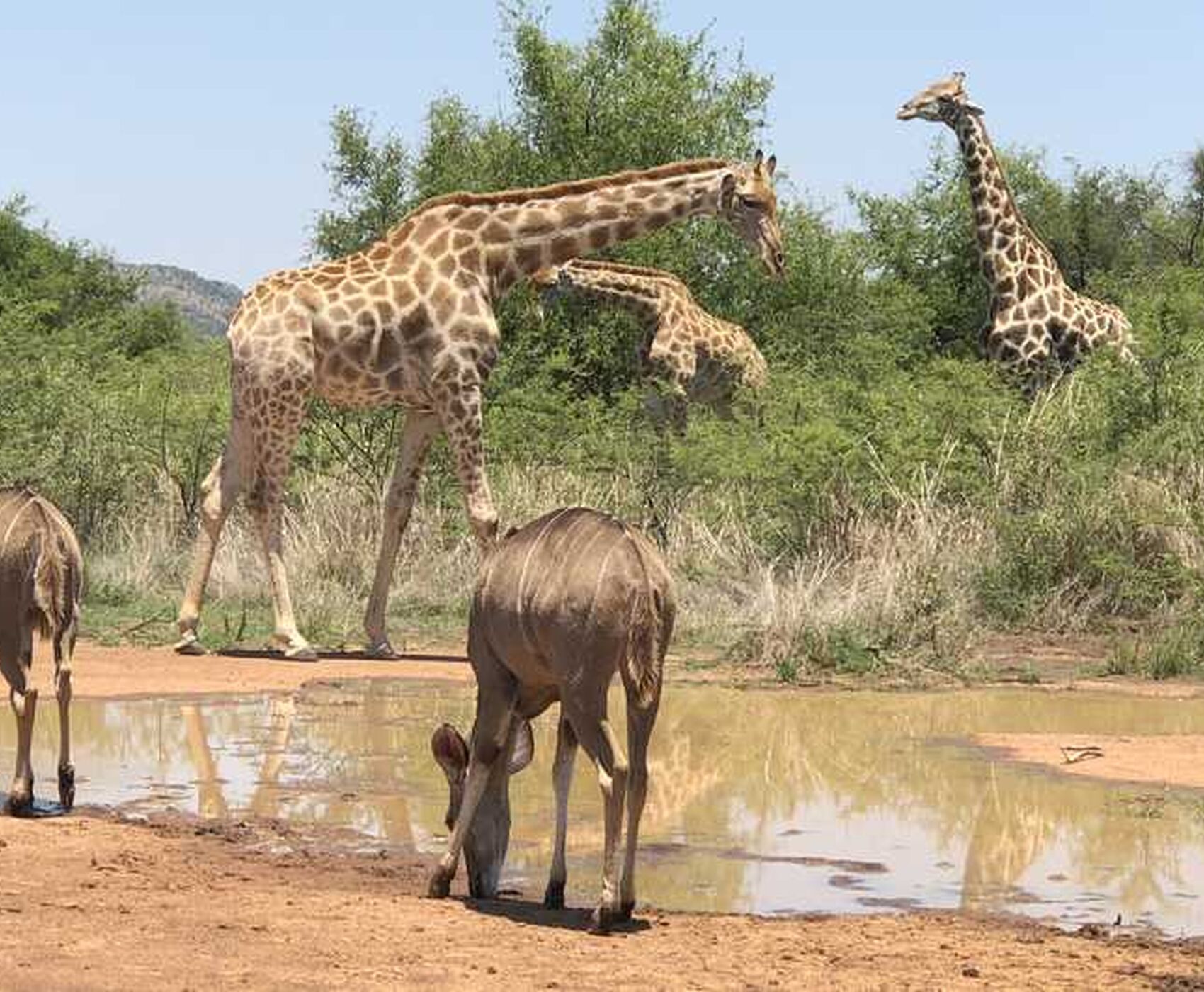 BÜYÜK AFRİKA TURU - GÜNEY AFRİKA ZAMBİYA ZİMBABWE BOTSWANA