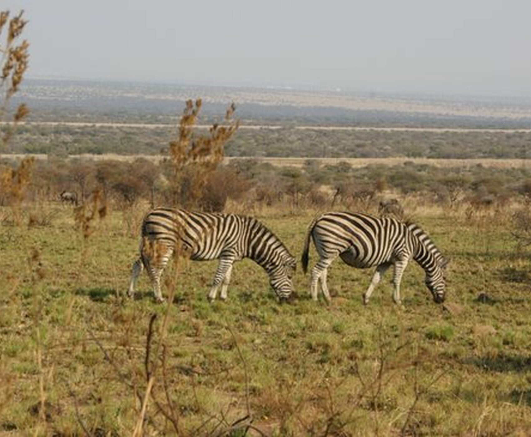 BÜYÜK AFRİKA TURU - GÜNEY AFRİKA ZAMBİYA ZİMBABWE BOTSWANA