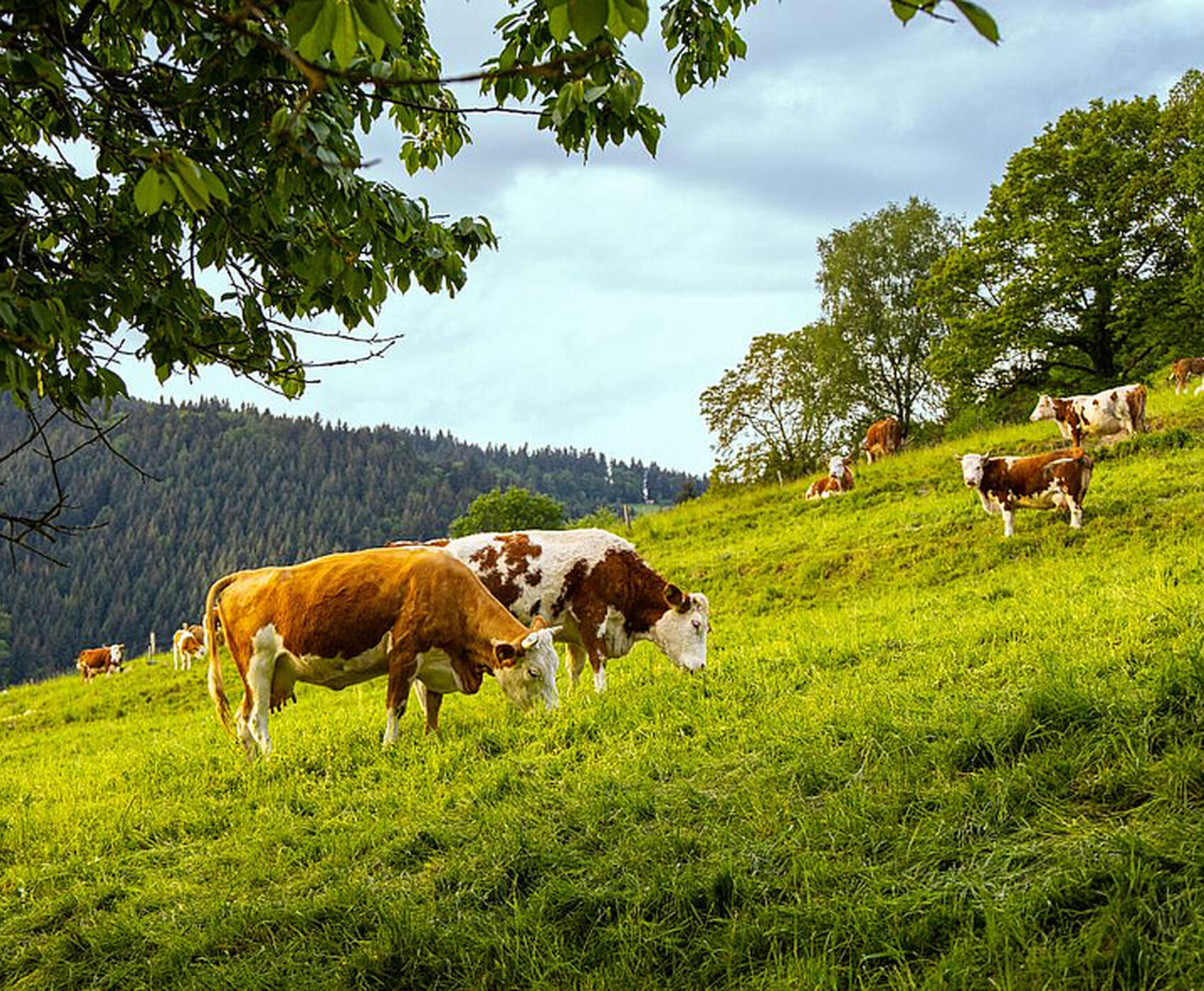 FAROE ADALARI-İZLANDA-GRÖNLAND-DANIMARKA