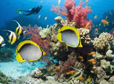 Sharm el Sheikh – Gündüz Uçakları – Her Şey Dahil Konaklama – 3 Gece  4 Gün - Şehir Turu Dahil – Pegasus Havayolları Tarifeli Uçuşlar İle