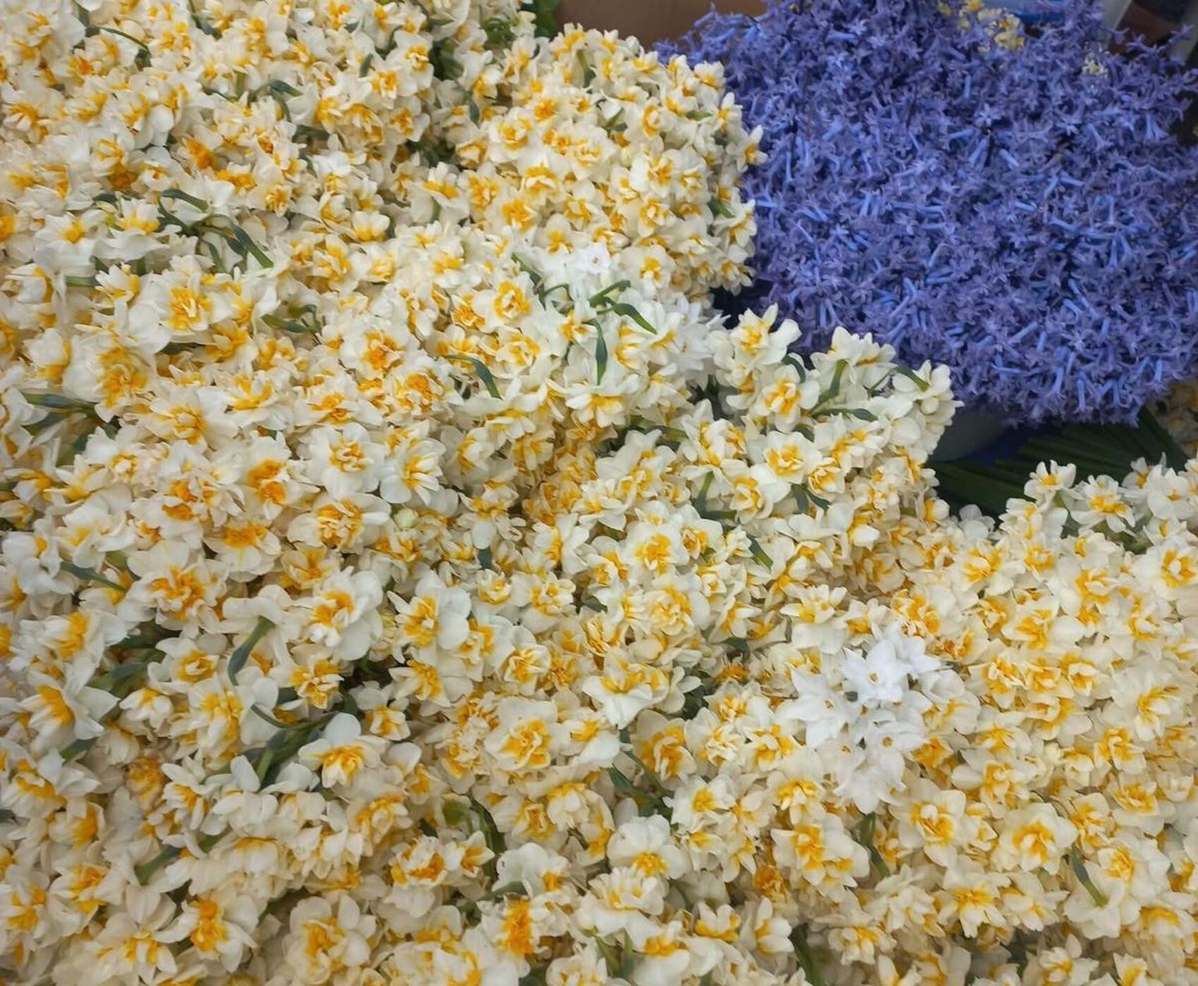 EGE'NİN EN RENKLİ KIŞ FESTİVALİ - NERGİS FESTİVALİ ROTASI